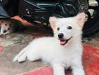 Pomeranian Dog