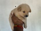Pomeranian Dog