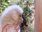 Pomeranian Dog