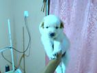 Pomeranian Puppy