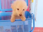 Pomeranian Puppy