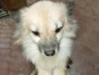 Pomeranian Dogs
