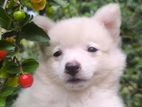 Pomeranian Dog