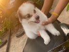 Pomeranian Dog