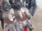 Pomenariam Puppies