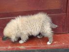 Pomeranian Dog