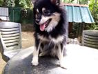 Pomeranian Dog