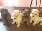 Pomeranian Puppies