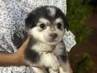 Pomeranian Puppies