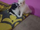 Pomeranian Dog