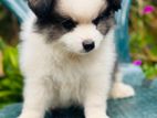 Pomeranian Dog