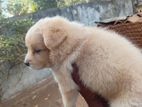 Pomeranian Dog