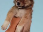 Pomeranian Dog