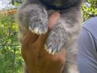 Pomeranian Dog (stud) crossing