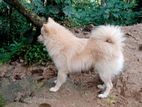 Pomeranian Dog