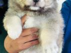 Pomeranian Dog