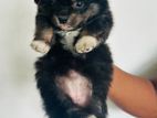 Pomeranian Dog