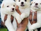 Pomeranian Puppies