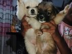 Pomeranian Puppies