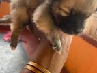 Pomeranian Dogs