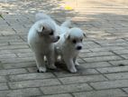 Pomeranian Dogs