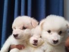 Pomeranian Dogs