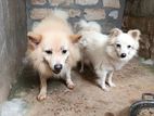 Pomeranian Dogs