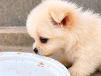 Pomeranian Dogs