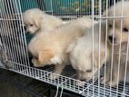 Pomeranian Puppies