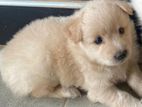 Pomeranian Female Puppies