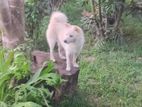 Pomeranian Puppy