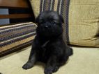 Pomeranian Female Puppy