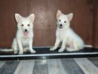 Pomeranian Female Puppy