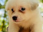 Pomeranian Female White Dog