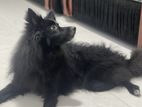 Pomeranian dog for crossing