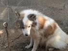Pomeranian Dog