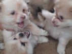 Pomeranian Puppies