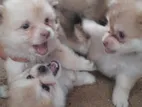 Pomeranian Puppies