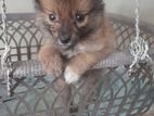 Pomeranian Puppies