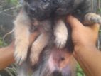 Pomeranian Puppies
