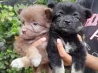 Pomeranian
