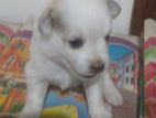 Pomeranian Puppies