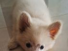 Pomeranian Puppy
