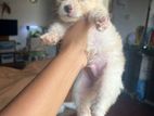 Pomeranian Puppies