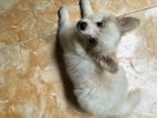 Pomeranian
