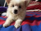 Pomeranian Dog