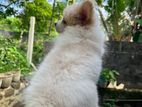 pomeranian