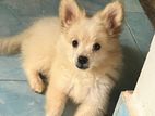 pomeranian