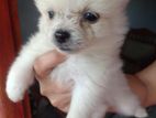Pomeranian Puppies