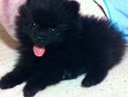 Pomeranian